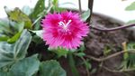 石竹花 母亲花