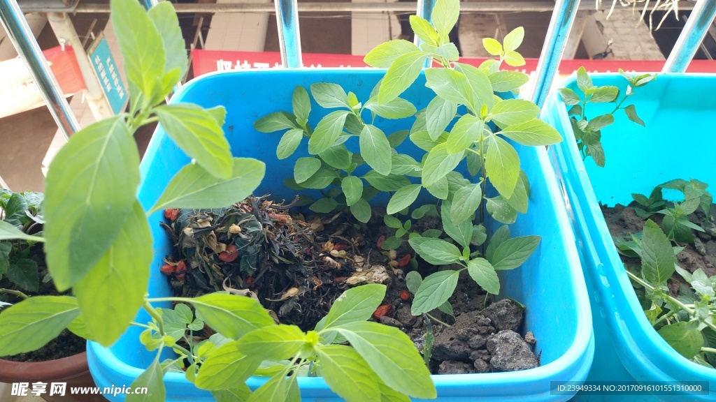 薄荷
