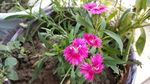 母亲花 石竹花