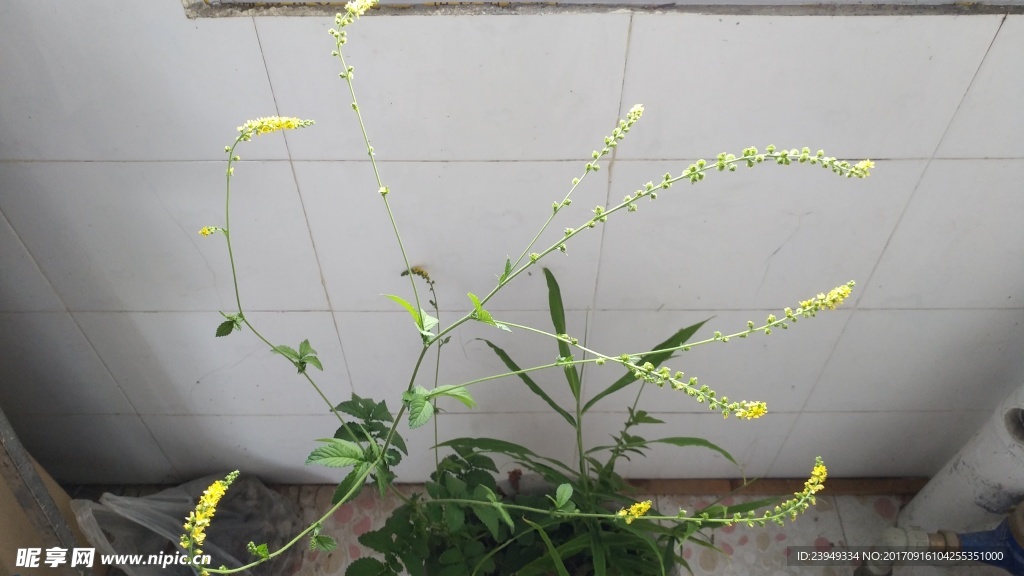 仙鹤草 脱力草花