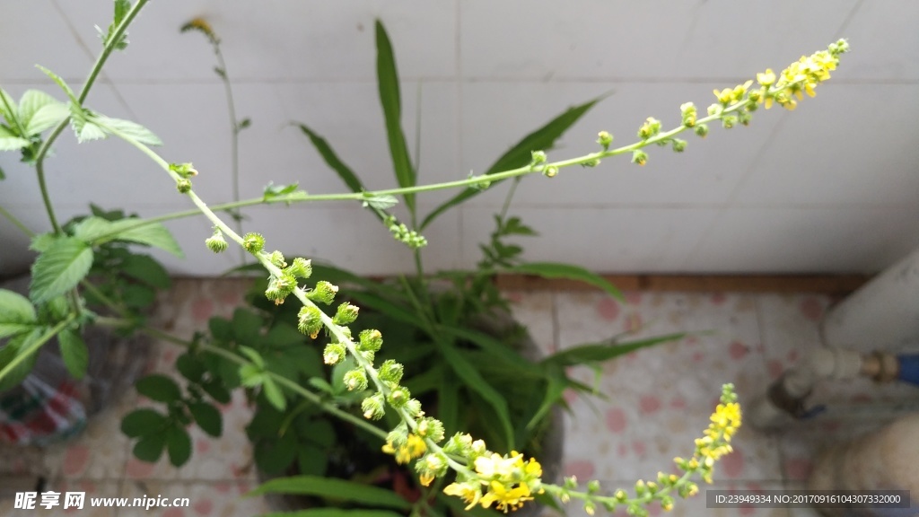 仙鹤草花
