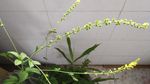 仙鹤草花