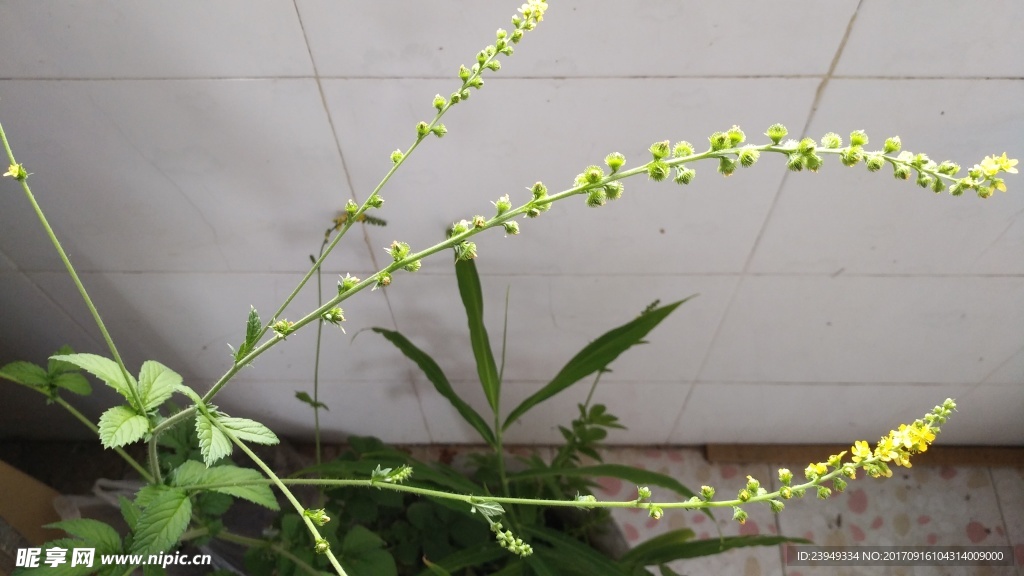 仙鹤草花