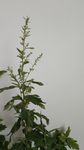艾草花