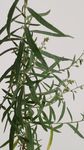 山艾叶 瞒儿药