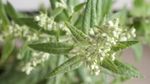 艾草花