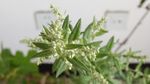 艾草花