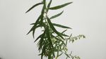 山艾叶 瞒儿药