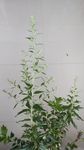 艾草花