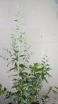 艾叶花 蕲艾花