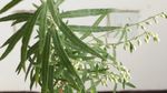 山艾叶花