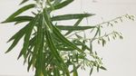 山艾叶花 蒿
