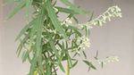 山艾叶花 蒿