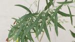 山艾叶