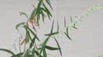 山艾叶 蒿