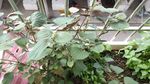 紫苏花
