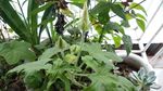 含苞待放 红花马宁