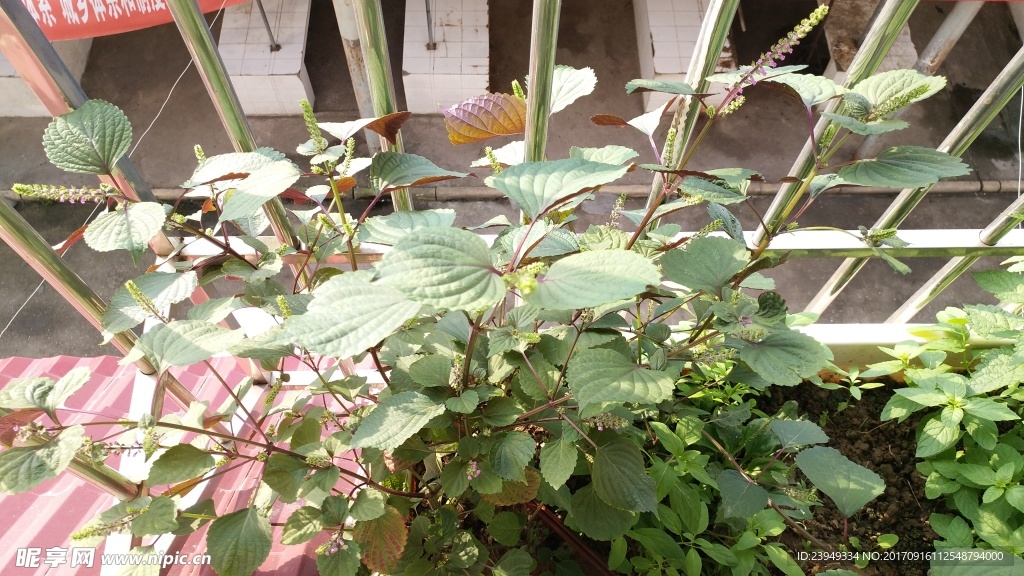 紫苏