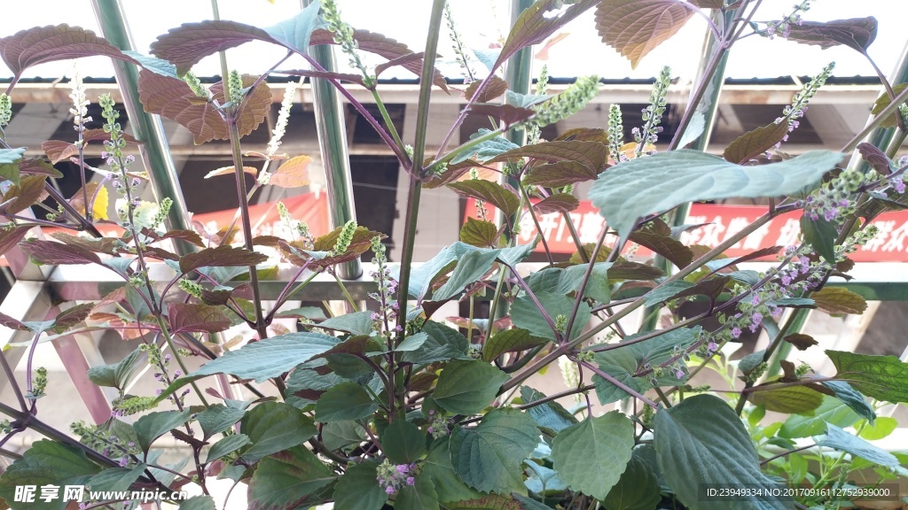 紫苏花