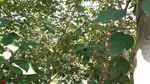 构树 楮实子树