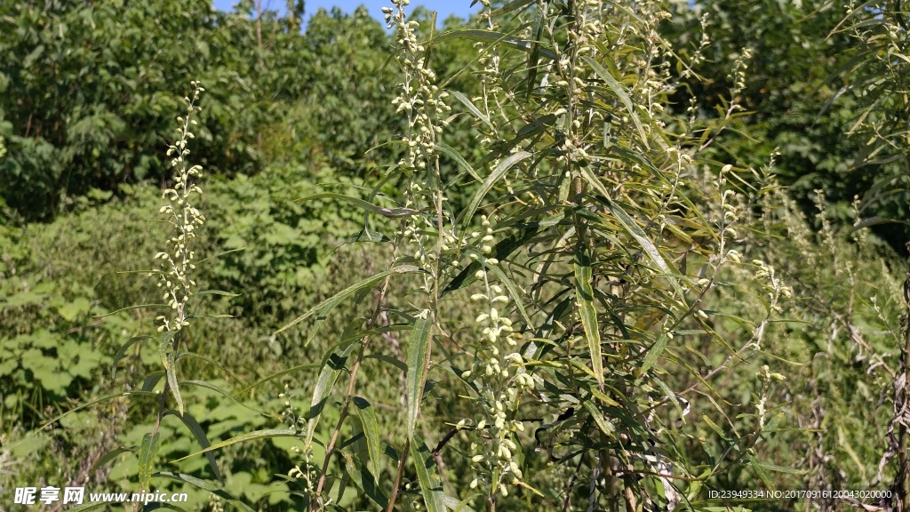 山艾叶花 蒿