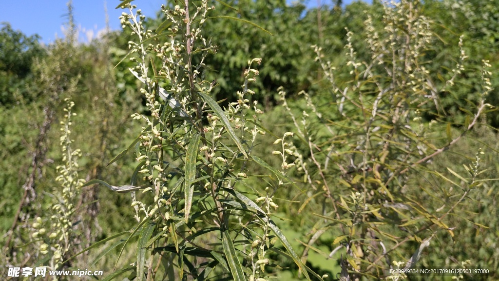 山艾叶花