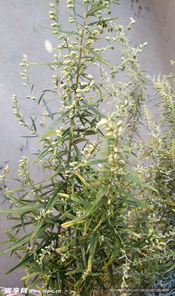 山艾叶花 蒿