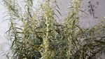 山艾叶花 瞒儿药