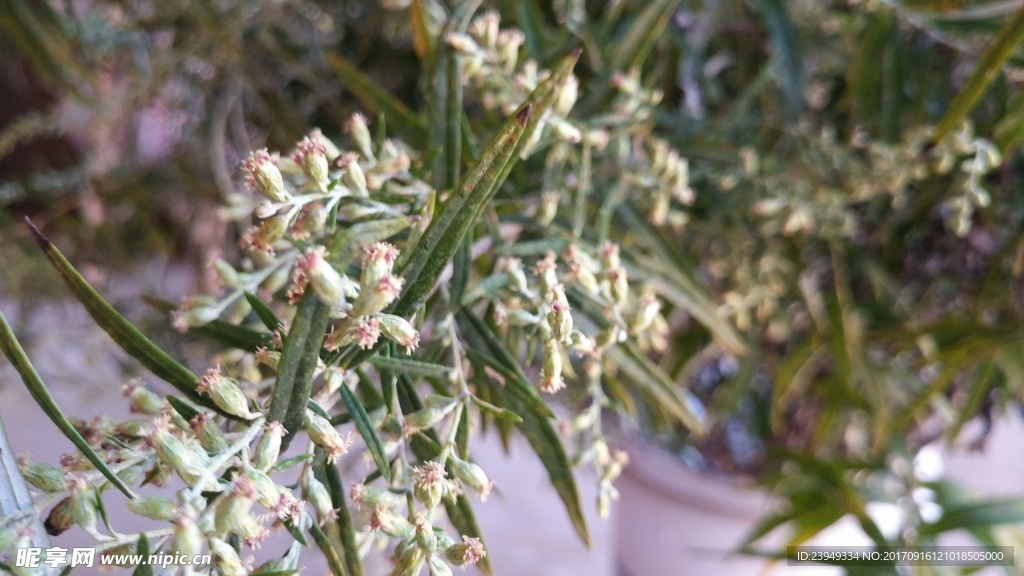 山艾叶花 蒿