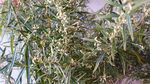 山艾叶花 瞒儿药
