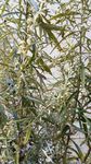 山艾叶花 瞒儿药