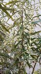 山艾叶花 瞒儿药