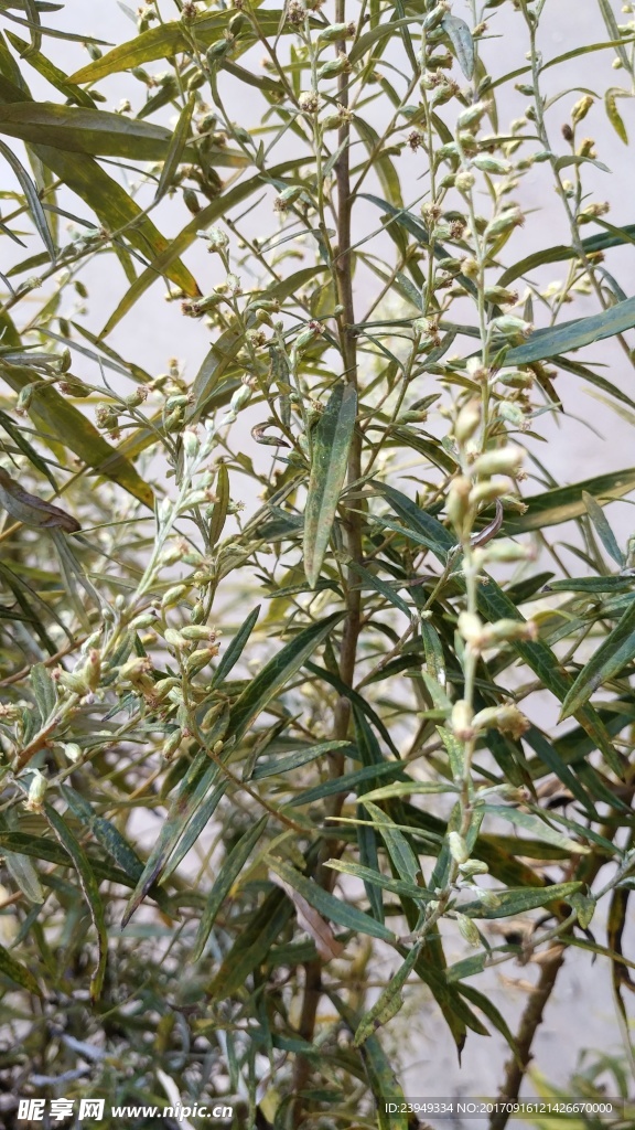 山艾叶花 瞒儿药