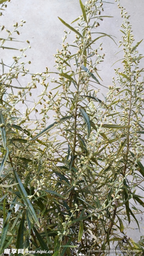 山艾叶花 蒿