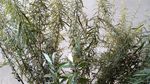 瞒儿药 山艾叶