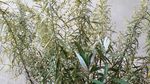 山艾叶花 瞒儿药