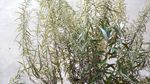 山艾叶 瞒儿药