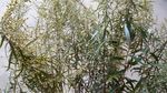 山艾叶 瞒儿药