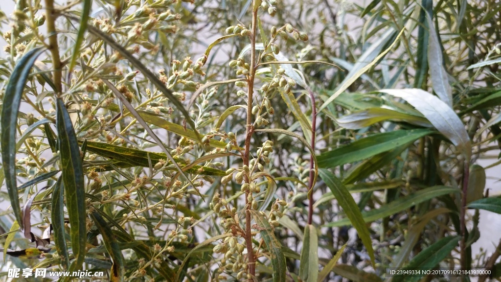 山艾叶花 蒿