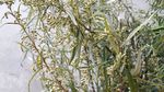瞒儿药 山艾叶花
