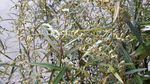 山艾叶花 瞒儿药