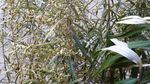 山艾叶花 蒿