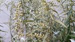 山艾叶花 蒿