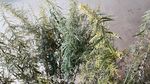 瞒儿药 山艾叶花