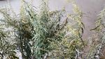 瞒儿药 山艾叶花