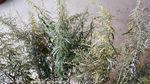 山艾叶花 蒿
