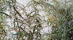 山艾叶花