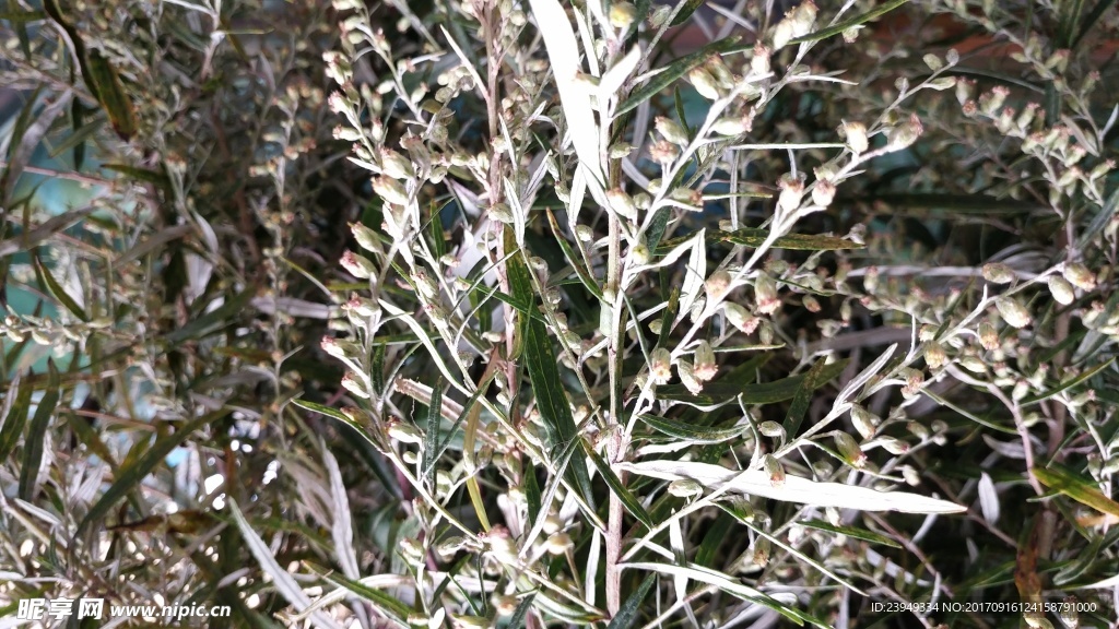 山艾叶花 蒿