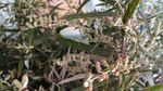 山艾叶花 蒿