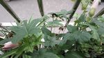 含苞待放 红花叁